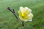 Oenothera stricta