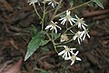 Olearia nernstii