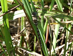 Pinheyschna subpupillata Wikimedia