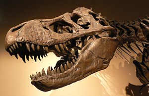 Tyrannosaurus rex, Palais de la Découverte, Paris