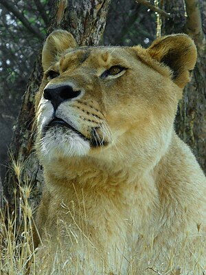 English: Panthera leo, Felidae, Lion, female; ...