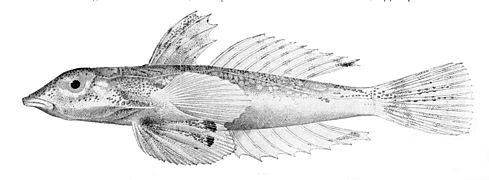 Synchiropus corallinus