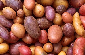 English: Different potato varieties. – The pot...