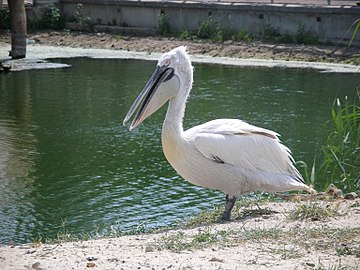 Հավալուսն