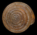 Apical view