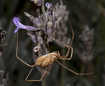 عنکبوت اوپیلیو