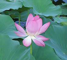 The lotus symbolizes non-attachment in some religions in Asia owing to its ability to grow in muddy waters yet produce an immaculate flower. Pink lily flower.jpg