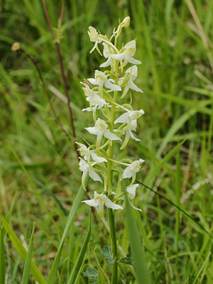 Greater butterfly orchid flowers.