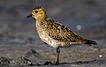 Goldregenpfeifer (Golden plover)