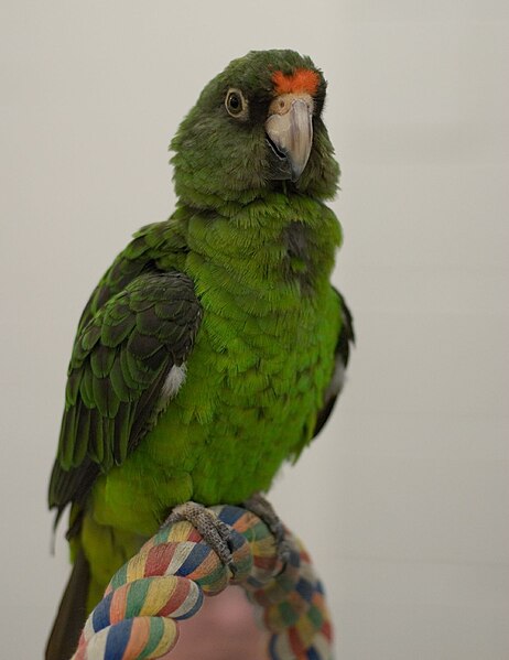 462px-Poicephalus_gulielmi_-pet_-juvenile-8a.jpg