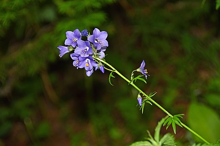 Polemonium caeruleum