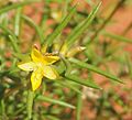 Portulaca filifolia