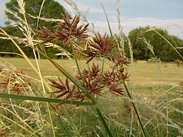 Gelsvoji viksvuolė (Cyperus flavescens)