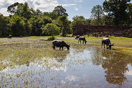 Buffalos at Pre Rup