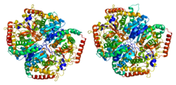 Protein LDHA PDB 1i10.png