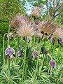 Koniklec luční (Pulsatilla pratensis)