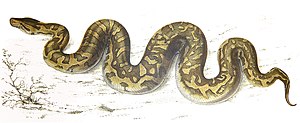 рисунок змеи