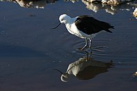 Andean Avocet