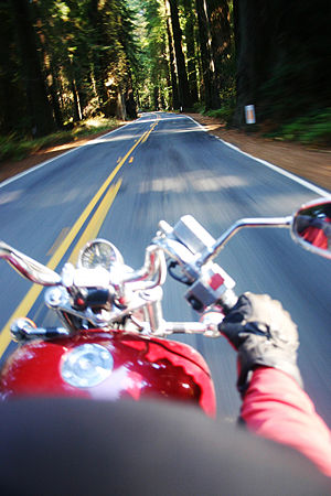Rider's view in Avenue of the Giants, California.