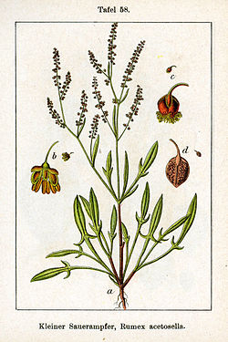 http://upload.wikimedia.org/wikipedia/commons/thumb/a/ab/Rumex_acetosella_Sturm58.jpg/250px-Rumex_acetosella_Sturm58.jpg