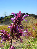 Miniatura para Salvia canariensis