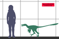 usporedba Saurornitholestes langstoni i čovjek