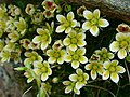 Saxifraga muscoides 02. 
 JPG