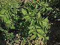 Solanum tuberosum Mayan Queen (02) .jpg