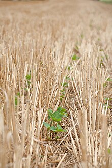 Newly planted soybean plants are emerging from the residue left behind from a prior wheat harvest. This demonstrates crop rotation and no-till planting. Soybean crop rotation and no-till wheat residue.jpg