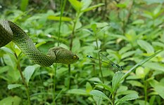 Red-tailed Bamboo Pit Viper in Sundarbans East Wildlife Sanctuary, Bangladesh Photo by Predložak:U