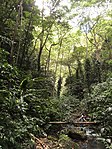 St. Mark’s River, Grenada