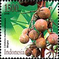 ID065.06, Indonesia, 5 November 2006, New Species found in Papua - Livistona mamberamoensis