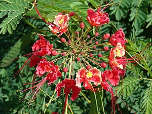 Caesalpinia pulcherrima