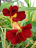 Miniatura para Tropaeolum majus