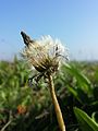 Der Pappus ist, anders als bei den meisten anderen Löwenzahn-Arten, nicht reinweiß, sondern gelblich-weiß bis blassgrau.