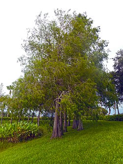 Taxodium distichum