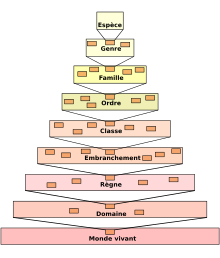 Taxonomic hierarchy.svg