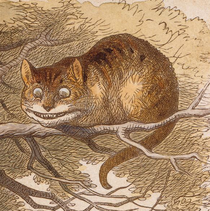 チェシャ猫。ジョン・テニエルの挿絵（彩色版）。顔付きは別として、毛並みはオレンジタビーであることが分かる。