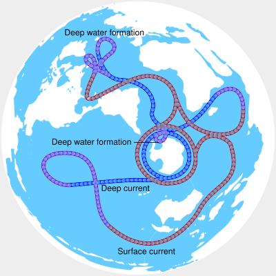 AMOC in relation to the global thermohaline circulation.