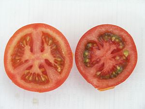 neue Tomatensorte extra rot mit viel Lycopen