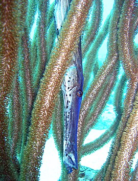 Aulostomus maculatus (Aulostomidae), a nadar com a cabeça para baixo.