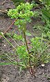 Tuinwolfsmelk (Euphorbia peplus)