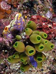 Tunicate medley komodo.jpg