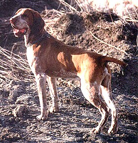 Braque marron à la chasse