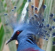 Victoria crowned pigeon