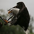 Weisskopfseeadler, Geschlecht?