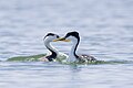 Western and Clark's grebes