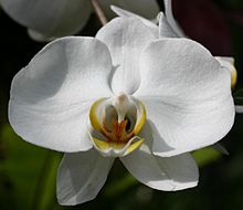 White Orchid.jpg