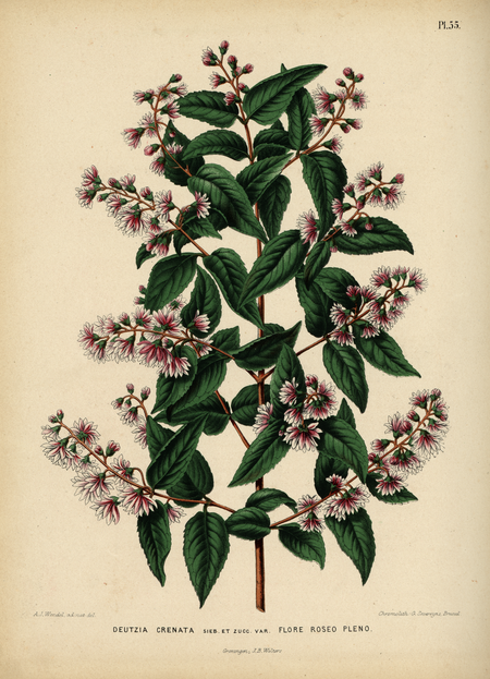 Pl. 55: DEUTZIA CRENATA Sieb. et Zucc. var. FLORE ROSEO PLENO.