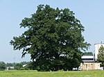 Stiel-Eiche im Holzried (Wiesenweg)